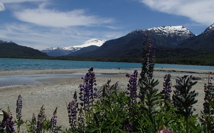 In the foreground, purple flowers jut upwards over a sandy beach. Beyond the beach is a blue body of water, framed by snow-capped mountains. 